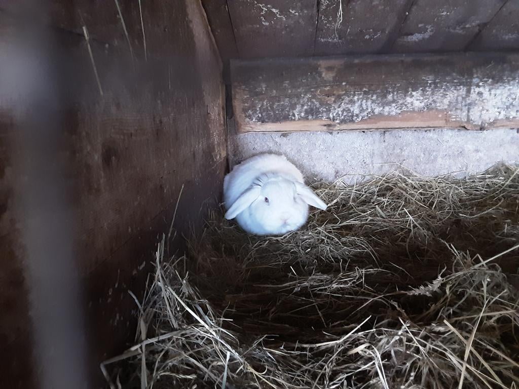 Dwergkonijntjes, Dieren en Toebehoren, Konijnen, Meerdere dieren, Dwerg
