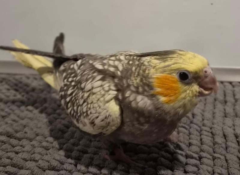 Jonge, DNA gesekste handtamme EAM valkparkiete, Meerdere dieren, Parkiet, Geringd