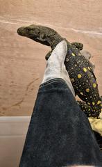 Varanus salvadorii Varan-Crocodile, Slang, 0 tot 2 jaar