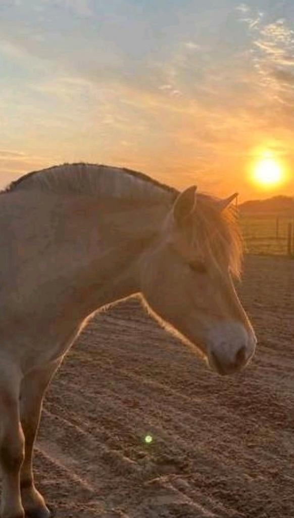 4,5 jarige fjorden merrie betuigd en gereden, Dieren en Toebehoren, B, 3 tot 6 jaar, Recreatiepony, D pony (1.37m tot 1.48m)