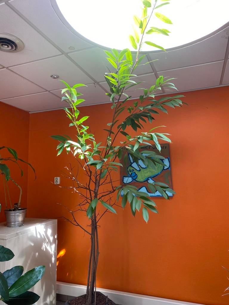 Grote Ficus Ali plant - Bijna 3 meter hoog!, Vaste plant, Bloeit niet, Halfschaduw, Ophalen