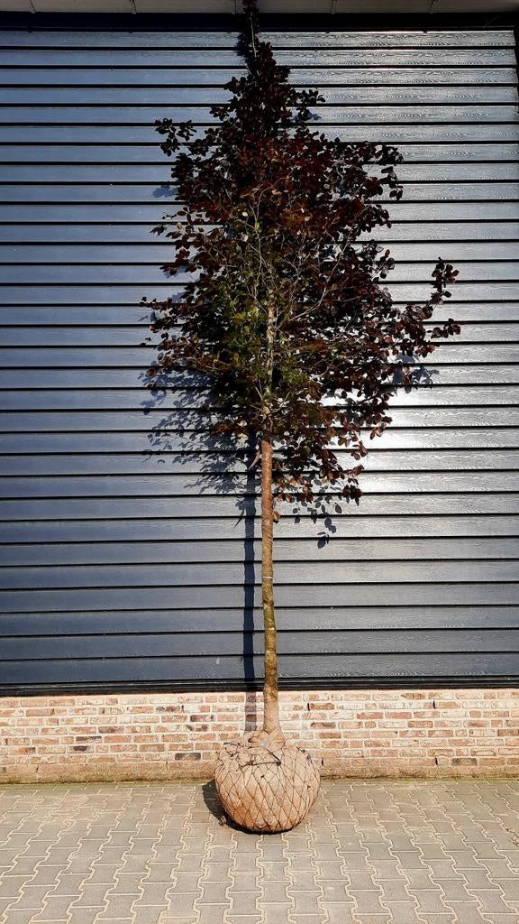 Fagus sylvatica 'Atropunicea' (rode beukenboom) 🍁, Tuin en Terras, Ophalen, Bloeit niet, Halfschaduw, Overige soorten