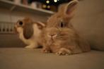 Nieuw huisje gezocht voor konijntjes, Dieren en Toebehoren, April, Meerdere dieren, Overige typen, Tam
