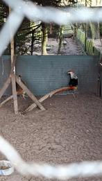 Te koop lady Amherst fazanten, Dieren en Toebehoren, Meerdere dieren, Overige soorten