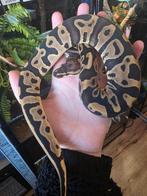 Ball python python regius koningspython, Dieren en Toebehoren, Slang, 0 tot 2 jaar