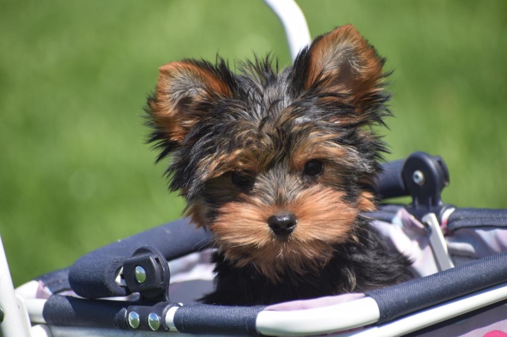 Yorkshire terrier pup, Dieren en Toebehoren, Yorkshire Terriër, 15 weken tot 1 jaar, Buitenland, Parvo