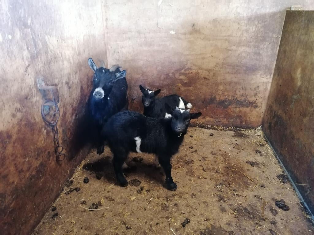 Dwerggeit met 2 jongen, Meerdere dieren, Geit