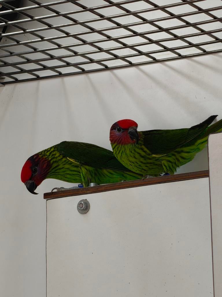 Viooltjes Lori's, Dieren en Toebehoren, Vogels | Overige Vogels, Meerdere dieren