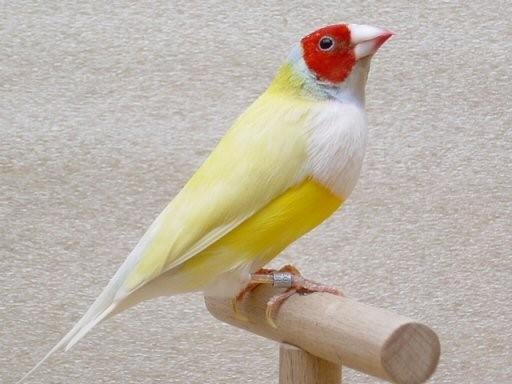 GEVRAAGD !!! gele gouldamadine pop 2 stuks, Dieren en Toebehoren, Vrouwelijk, Tropenvogel, Geringd