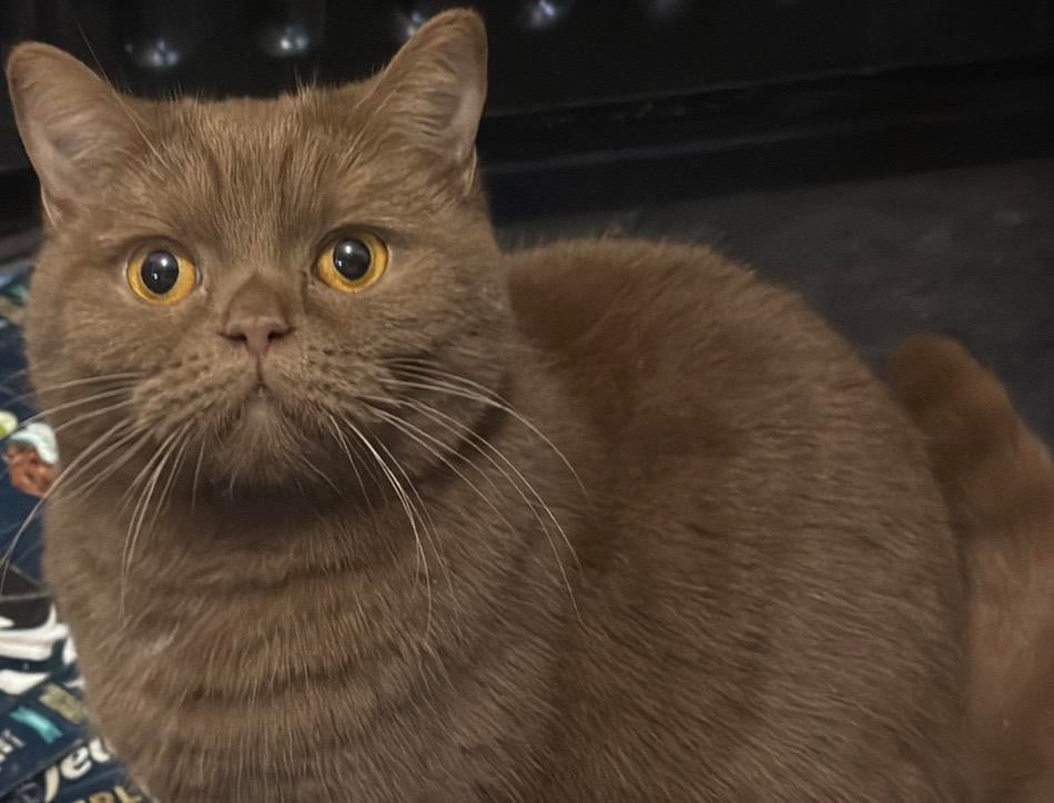 Britse Kortharen: Lumi & Chanel, Dieren en Toebehoren, Katten en Kittens | Raskatten | Korthaar, Poes, Met stamboom, 0 tot 2 jaar