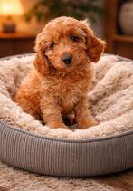 Maltipoo reutje Abricot, Dieren en Toebehoren, Parvo, 8 tot 15 weken, Eén hond, Nederland