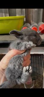 Grote konijnen, Dieren en Toebehoren, Konijnen, Mannelijk, Groot