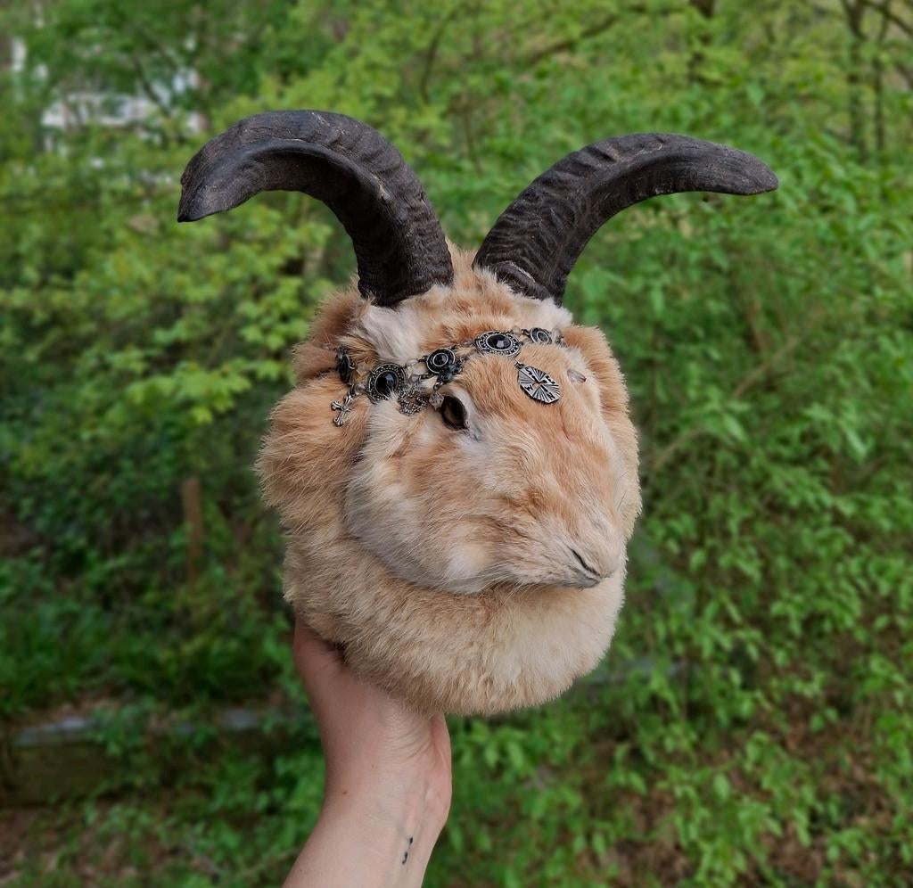 Spooky Vlaamse Reus taxidermie, Verzamelen, Dierenverzamelingen, Ophalen of Verzenden, Nieuw, Boerderijdier, Opgezet dier