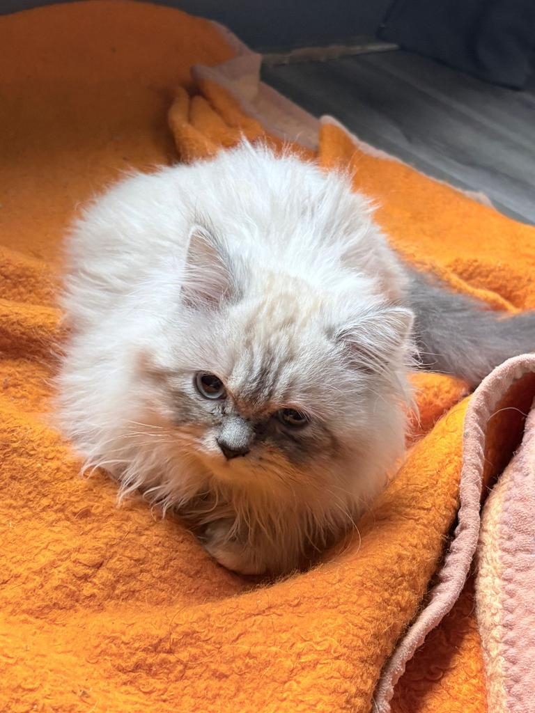 Kittens kruising, Dieren en Toebehoren, Katten en Kittens | Raskatten | Langhaar, Geslacht onbekend, 0 tot 2 jaar