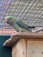 Halsband parkiet, Dieren en Toebehoren, Parkiet