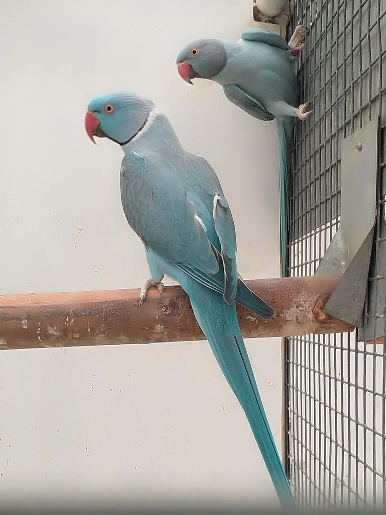 Halsbandparkieten, Dieren en Toebehoren, Meerdere dieren, Parkiet, Geringd