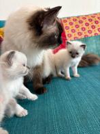 Raszuivere Ragdoll kittens te koop, Meerdere dieren, Ontwormd, 0 tot 2 jaar