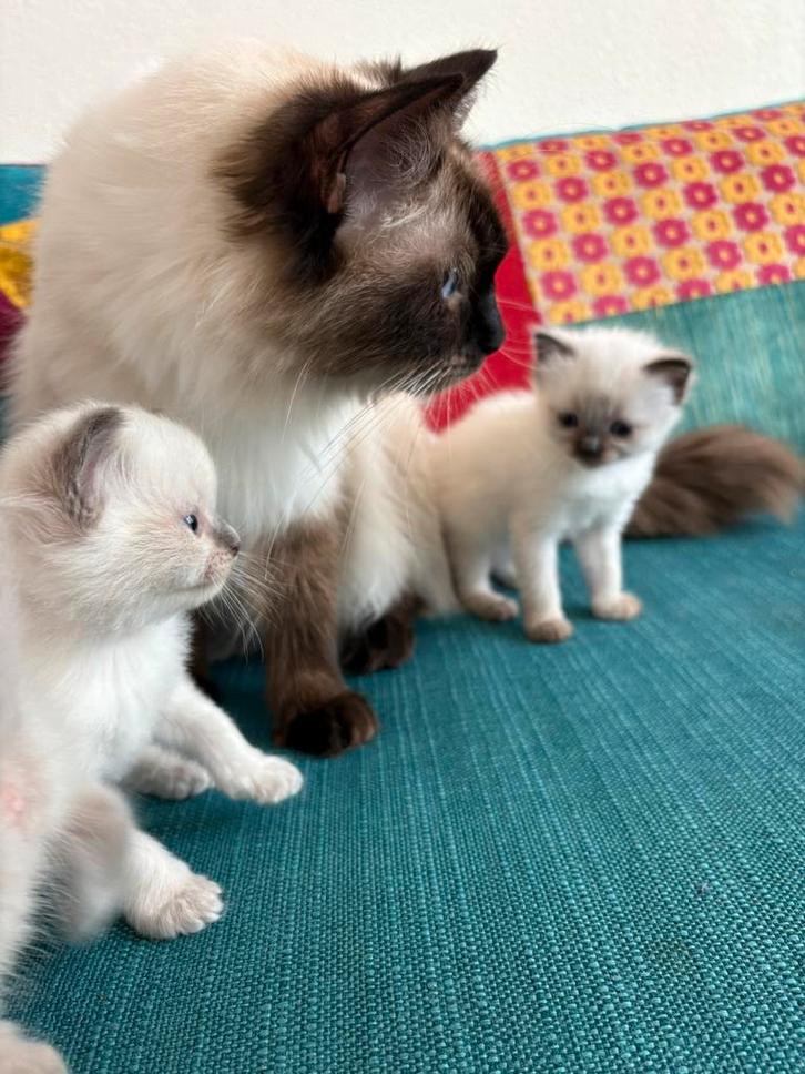 Raszuivere Ragdoll kittens te koop, Dieren en Toebehoren, Katten en Kittens | Raskatten | Langhaar, Meerdere dieren, 0 tot 2 jaar