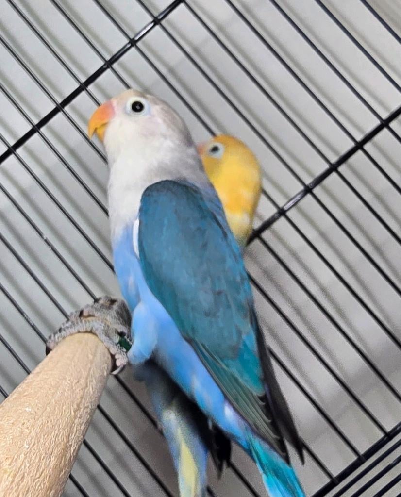 Agaponis fischeri, Dieren en Toebehoren, Vogels | Parkieten en Papegaaien, Geslacht onbekend, Dwergpapegaai of Agapornis, Geringd