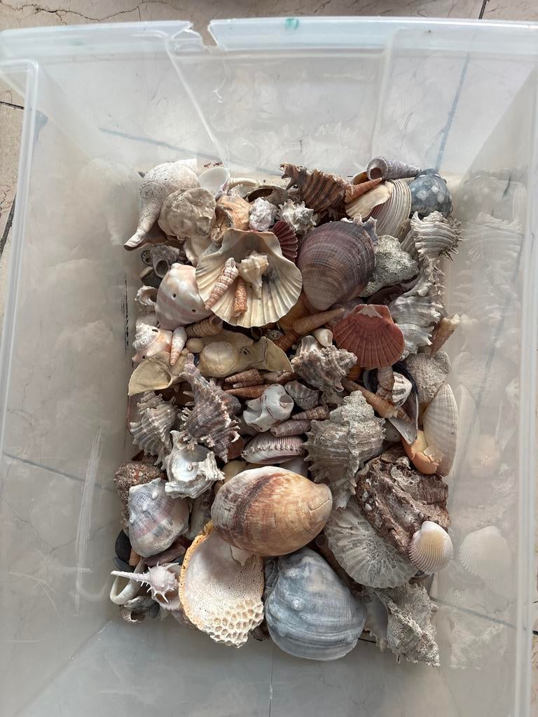 schelpen van over de hele wereld, Ophalen, Gebruikt