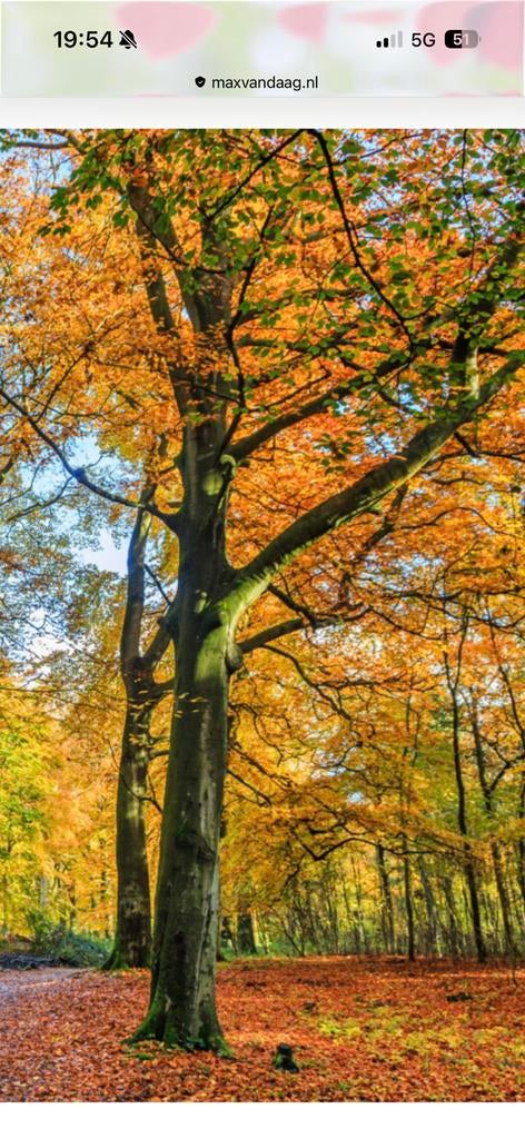 Bomen kapen, Tuin en Terras, Haardhout, Minder dan 3 m³, Ophalen
