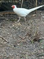 Bosfazanten eieren en Kippen, Meerdere dieren, Overige soorten