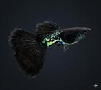 Metal Blue Snakeskin Guppen, Vis