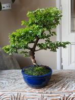 Ulmus Parviflora bonsai, Bloeit niet, Halfschaduw, Minder dan 100 cm, Overige soorten