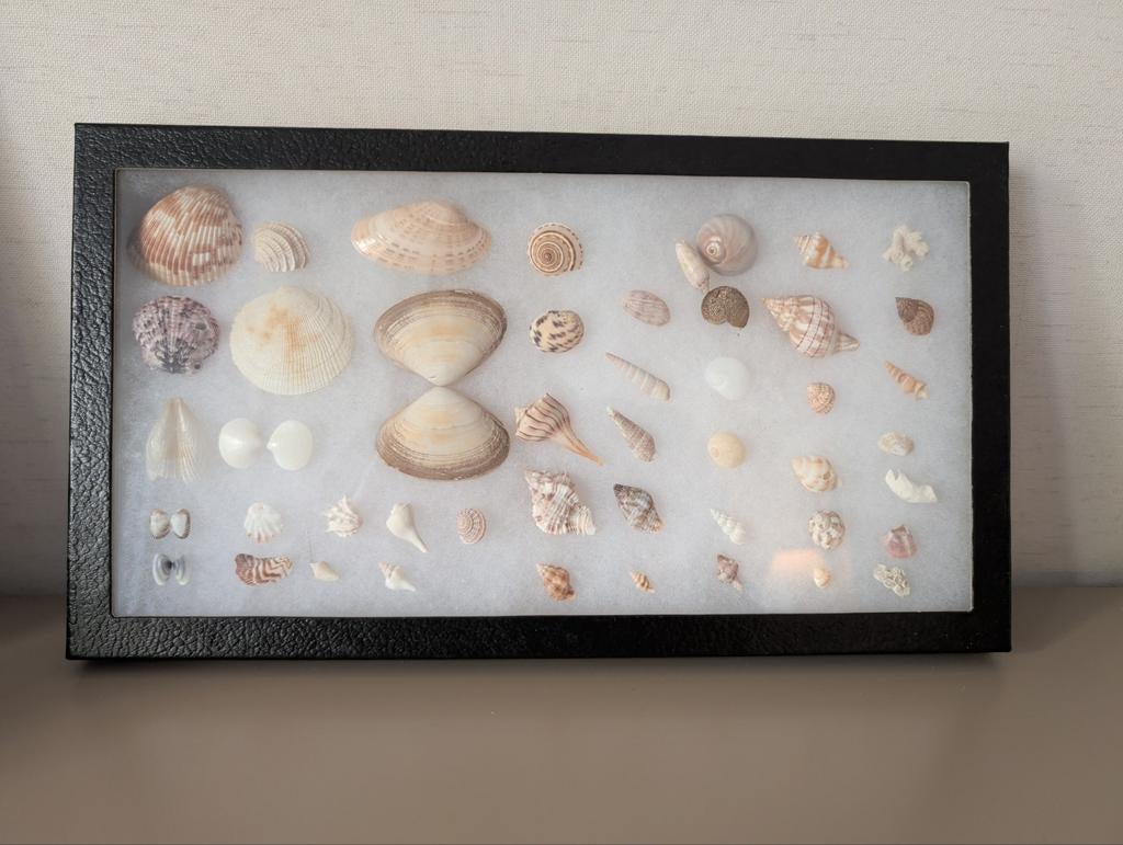 Verzameling schelpen in lijst, Ophalen of Verzenden