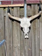 Decoratieve buffel schedel met hoorns, Ophalen, Gebruikt, Boerderijdier, Schedel