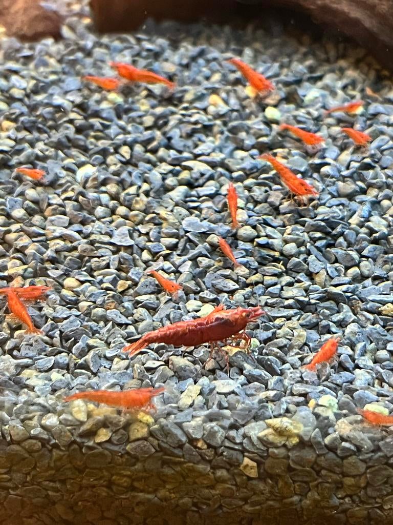 Bloody Mary garnalen (Neocaridina davidi), Kreeft, Krab of Garnaal