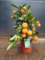 Citrus Calamondin - Mandarijnenboompje H: 45 cm., Ophalen, Minder dan 100 cm, Volle zon, Citroenboom