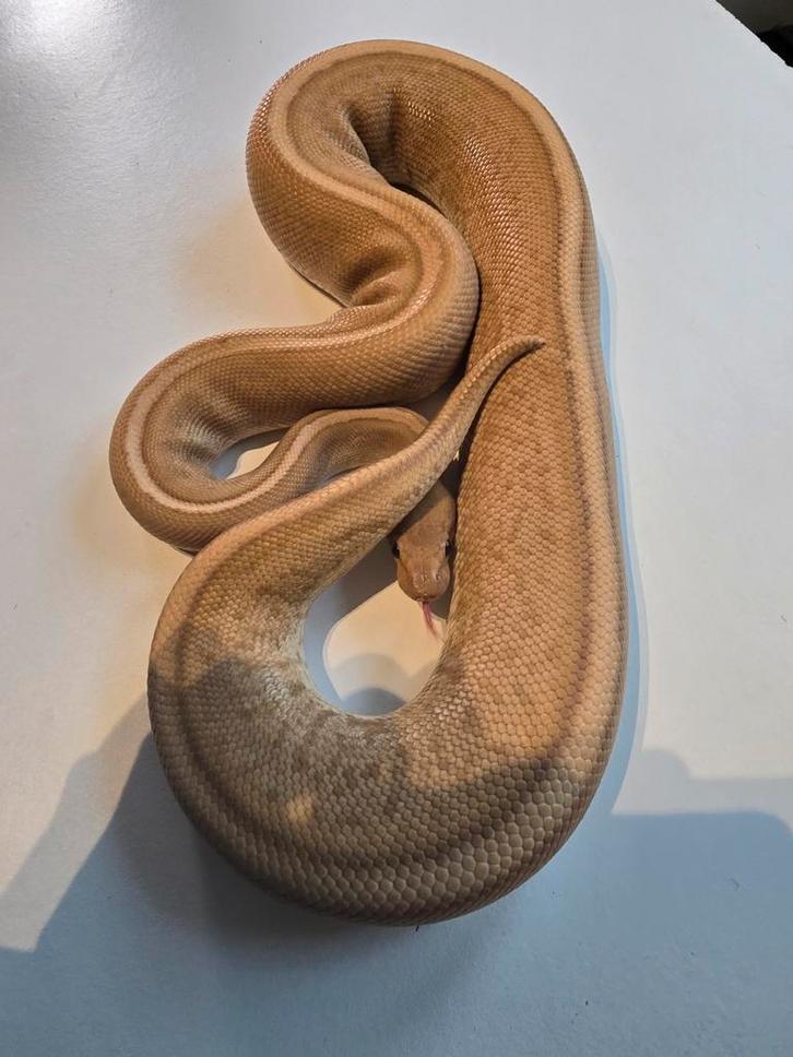 0.1 stranger pinstripe ultramel ball python Ball Python - female for sale from martijn