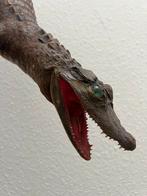 Opgezette krokodil, Ophalen of Verzenden, Vogel, Opgezet dier