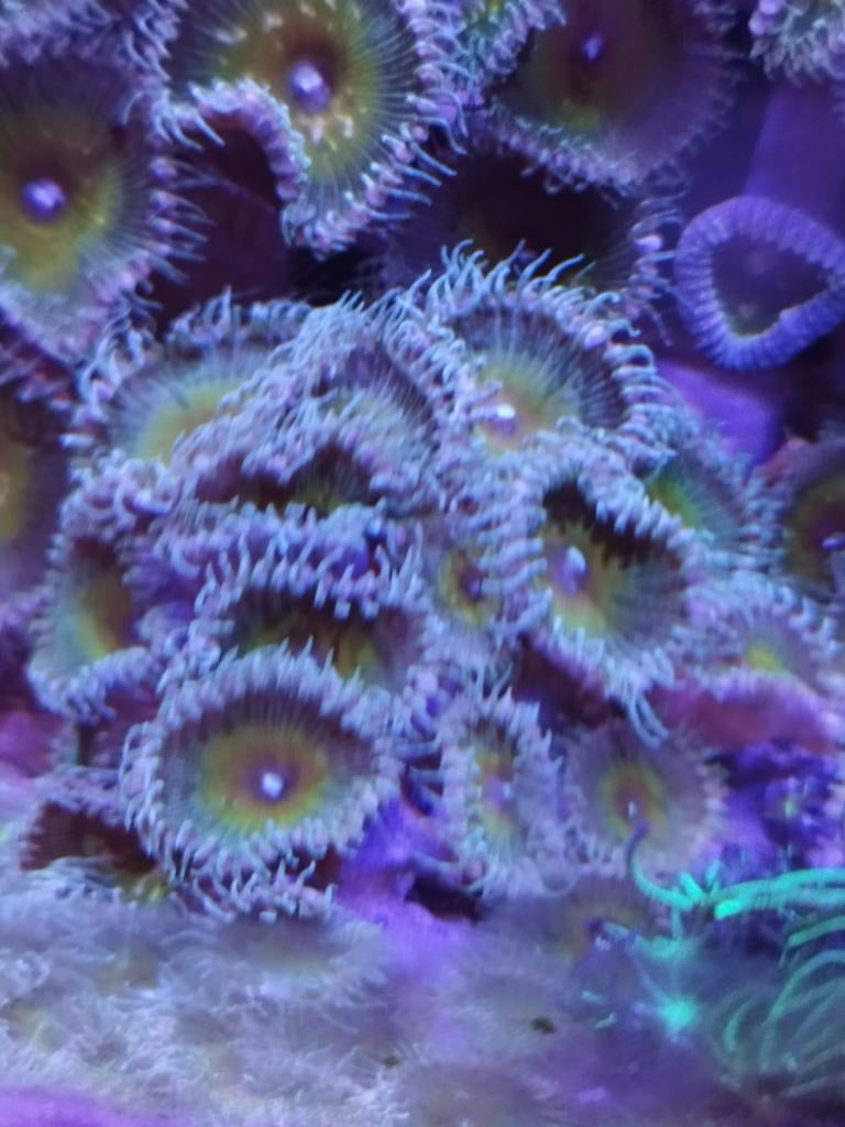 Zoa Nuclear Death Palys, Dieren en Toebehoren, Vissen | Aquariumvissen
