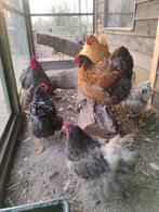 Broedeieren Orpington groot, Geslacht onbekend, Kip