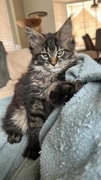 4 Maine Coon kittens met stamboom, Meerdere dieren, Met stamboom, 0 tot 2 jaar