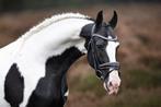 Eyecatcher Barock pinto homozygoottobiano hengst ter dekking, Dieren en Toebehoren, Hengst