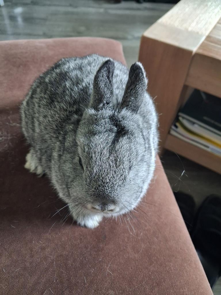 Gezocht chinchilla, Vrouwelijk, Dwerg, 0 tot 2 jaar