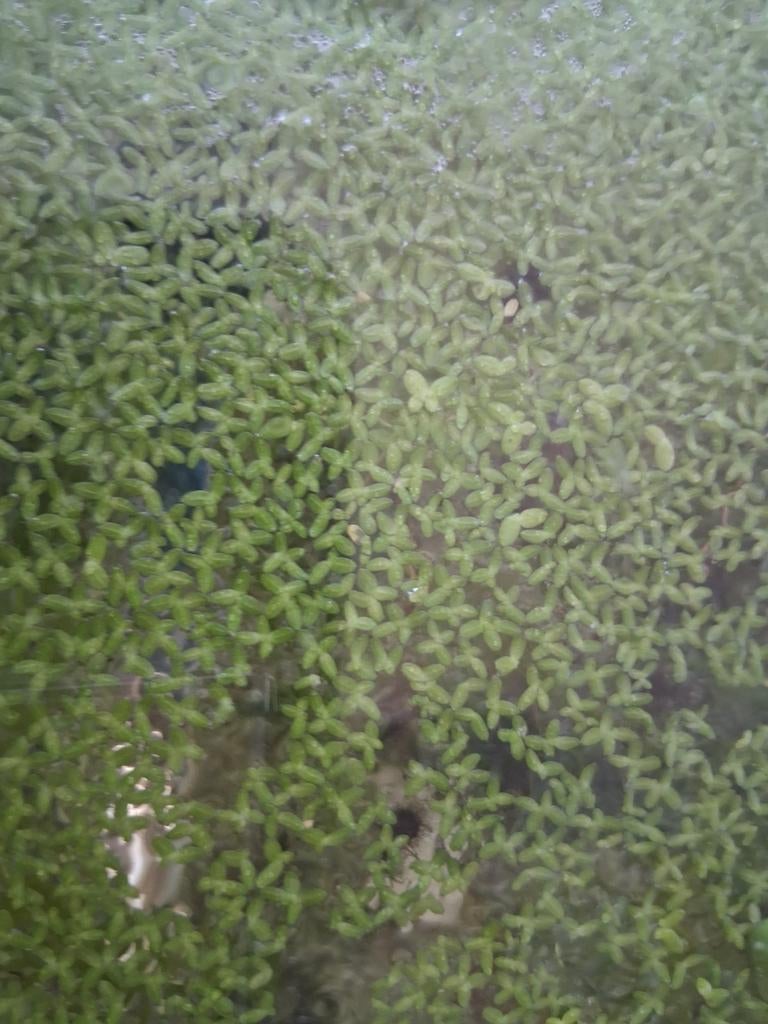 Mooi kroos voor op aquarium water, Dieren en Toebehoren, Ophalen of Verzenden, Zo goed als nieuw, Plant(en), Steen of Hout
