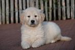Prachtige Golden retriever pups met stamboom, Dieren en Toebehoren, België, 8 tot 15 weken, Meerdere, Meerdere dieren