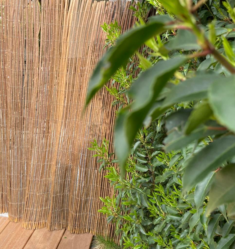 NIEUW Schutting hek 155x115 wilgentakken wilgentenen hout, Ophalen, 1 tot 2 meter, Minder dan 3 meter, Zo goed als nieuw