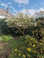 Magnolia boom, zelf uitgraven, Ophalen