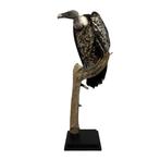 Prachtige opgezette ruppels gier te koop!, Ophalen of Verzenden, Nieuw, Vogel, Opgezet dier