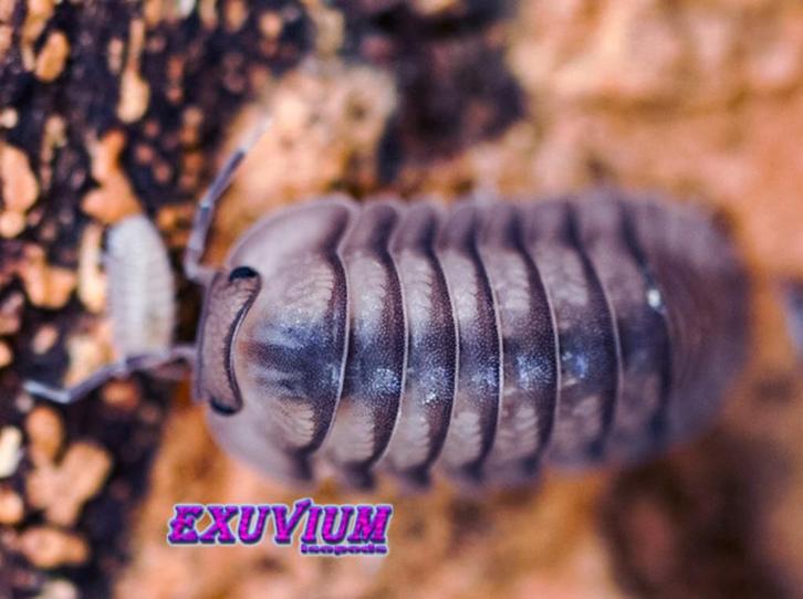 Cubaris sp. Blue Pigeon isopods / pissebedden, Dieren en Toebehoren, Insecten en Spinnen, Overige soorten