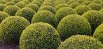 Buxus Sempervirens bolvormen in diverse maten, Tuin en Terras, Ophalen, Bloeit niet, Overige soorten, Halfschaduw