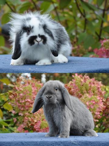 2 lieve jonge konijntjes  beschikbaar voor biedingen