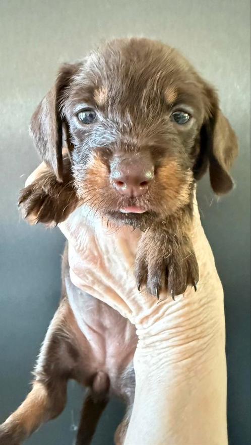 Dwerg teckel pups met stamboom, Dieren en Toebehoren, Honden | Teckels en Dashonden, Meerdere dieren, Korthaar, Dwerg, Particulier