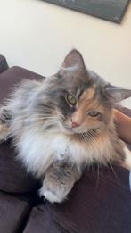 Maine Coon, Meerdere dieren, Ontwormd, 3 tot 5 jaar