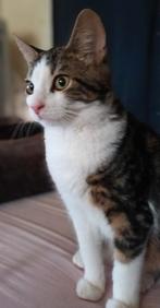 Lieve kittens, Dieren en Toebehoren, Katten en Kittens | Overige Katten, Meerdere dieren, Kortharig, 0 tot 2 jaar